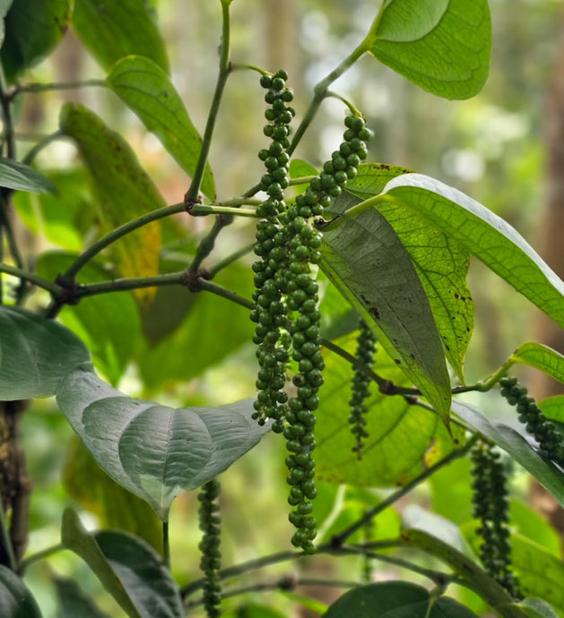 Green peppercorns on a vine with leaves in the background