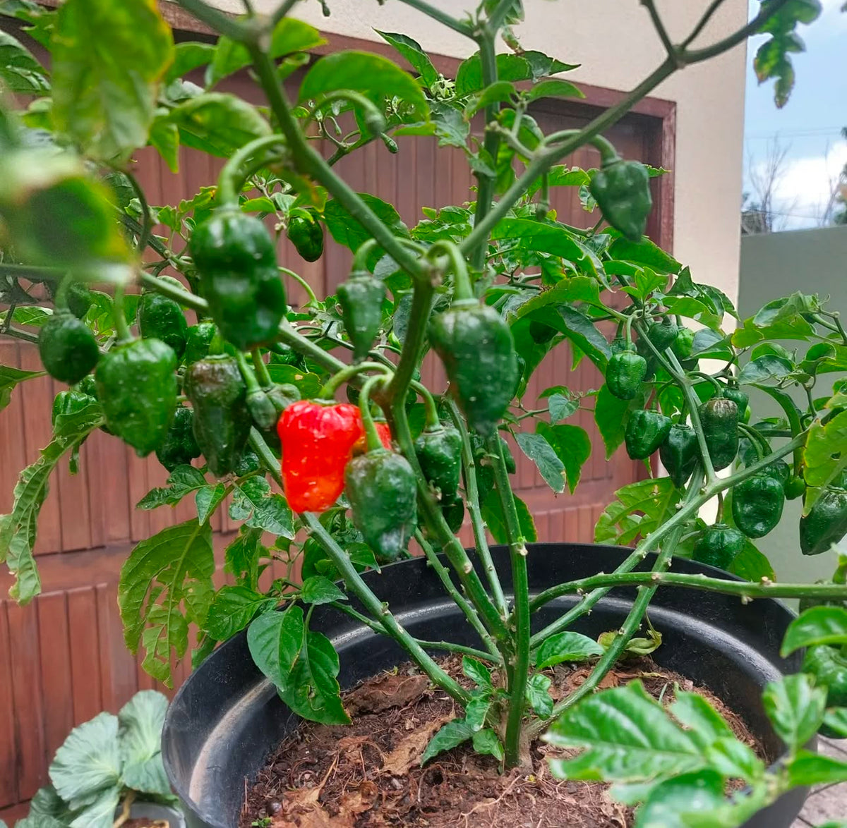 A potted habanero plant with green peppers and one ripe red pepper.