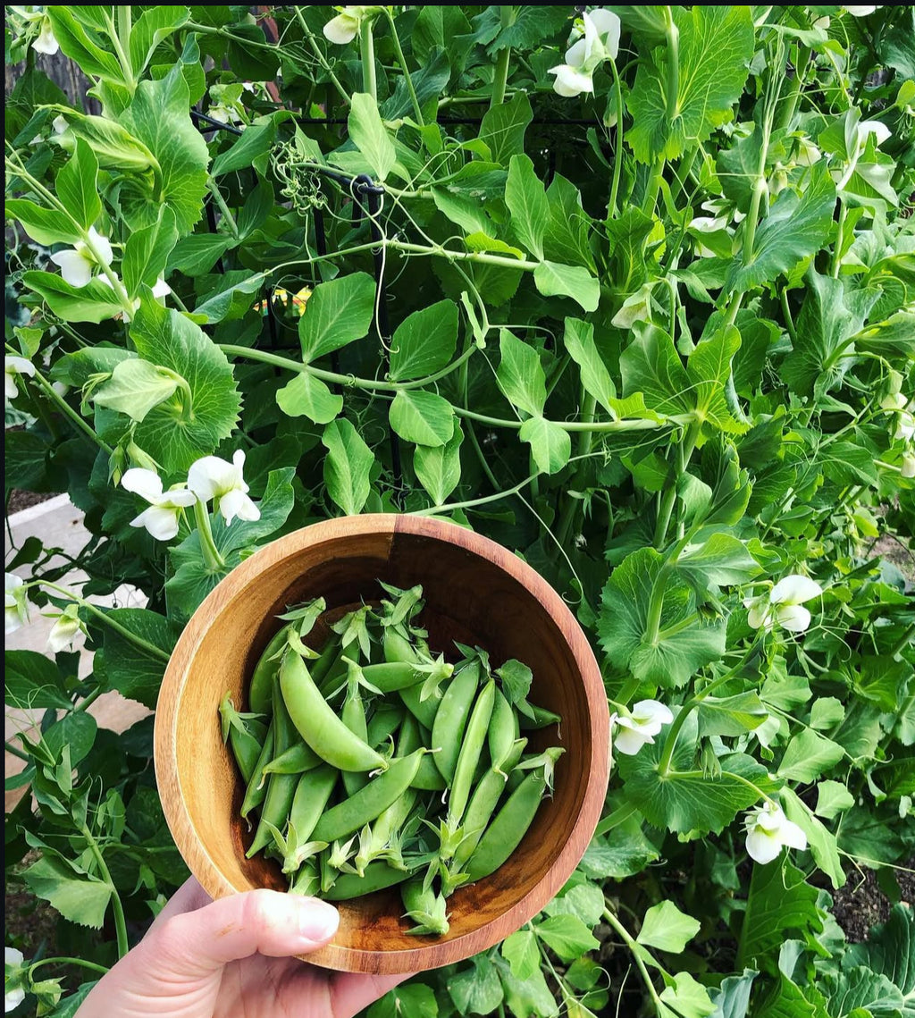 A hand holding a wooden bowl of snap peas in front of flowering pea vines.