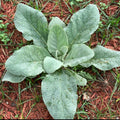 A mullein rosette with broad, fuzzy gray-green leaves growing outdoors — from BlackOwnedSeeds.com.