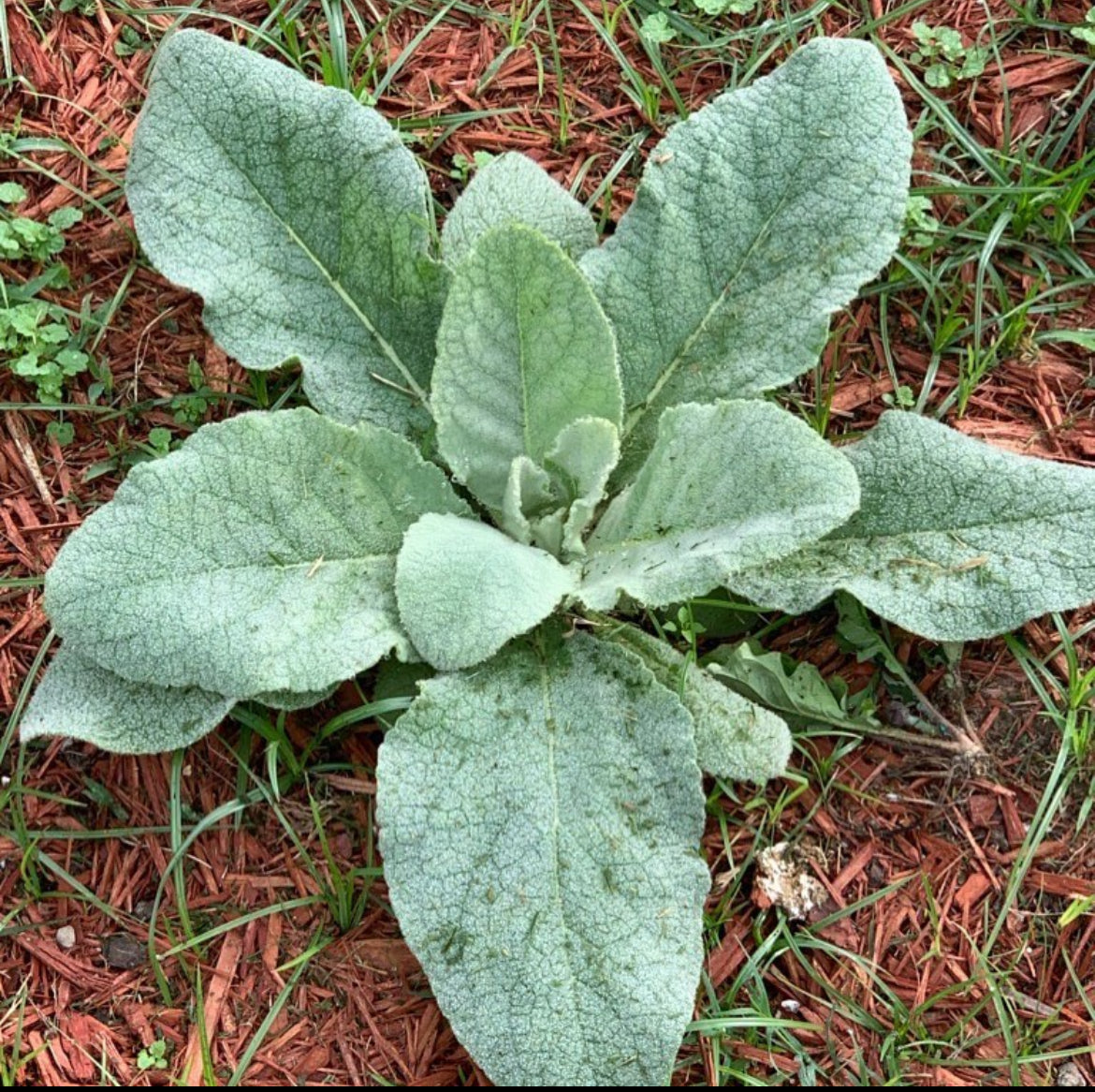 A mullein rosette with broad, fuzzy gray-green leaves growing outdoors — from BlackOwnedSeeds.com.