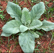 Mullein Seeds - Plant and Heal