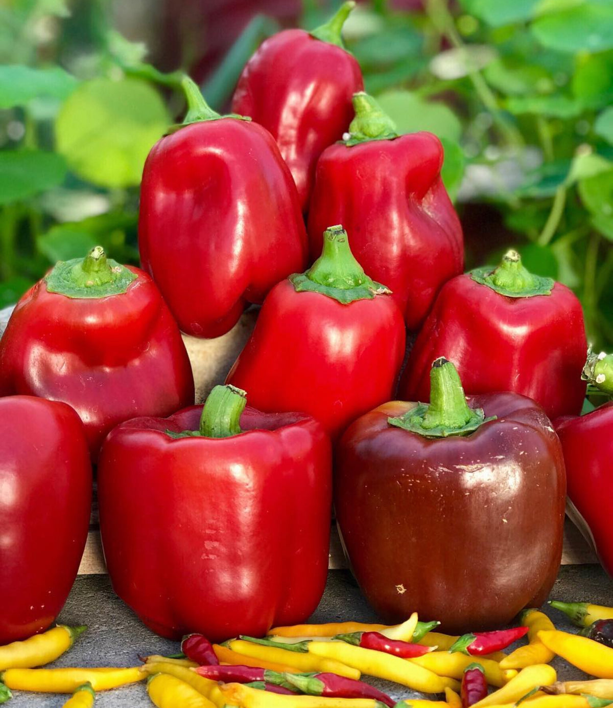 A stacked pile of red California Wonder bell peppers — from BlackOwnedSeeds.com.