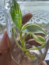 Load image into Gallery viewer, White Banana Musa ‘Florida’ Live Plant - Plant and Heal
