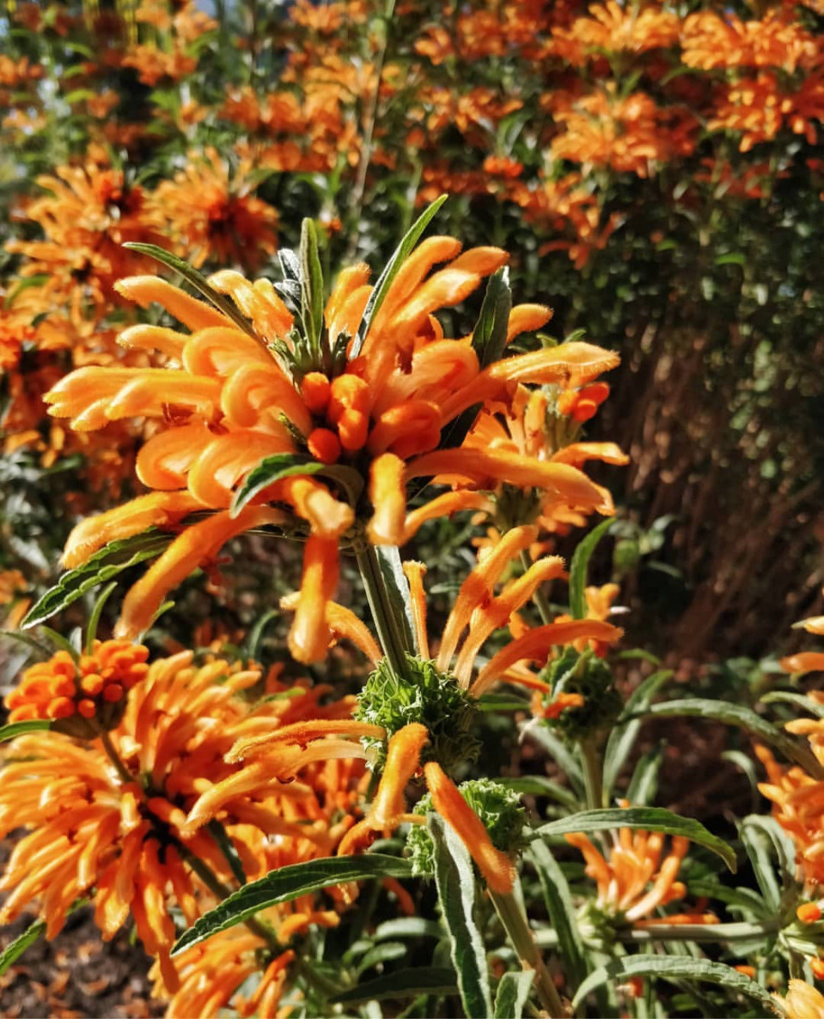 lion's tail plant seeds Lions Tail Orange x 1 Plant Wild Dagga Hardy Flowering Garden Shrubs Fast African Paw Ear Flowers Cottage Pot Balcony Leonotis leonurus