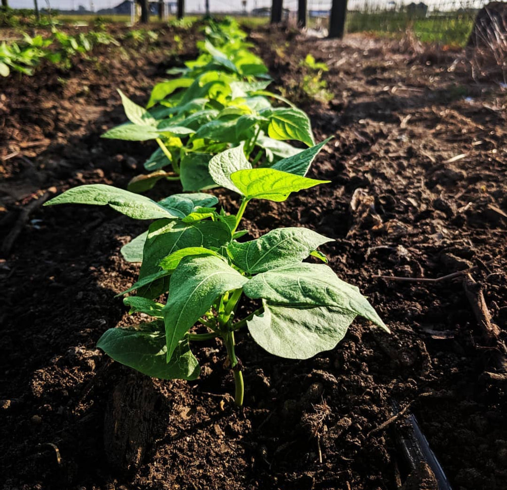 A row of young bean plants growing in dark soil.