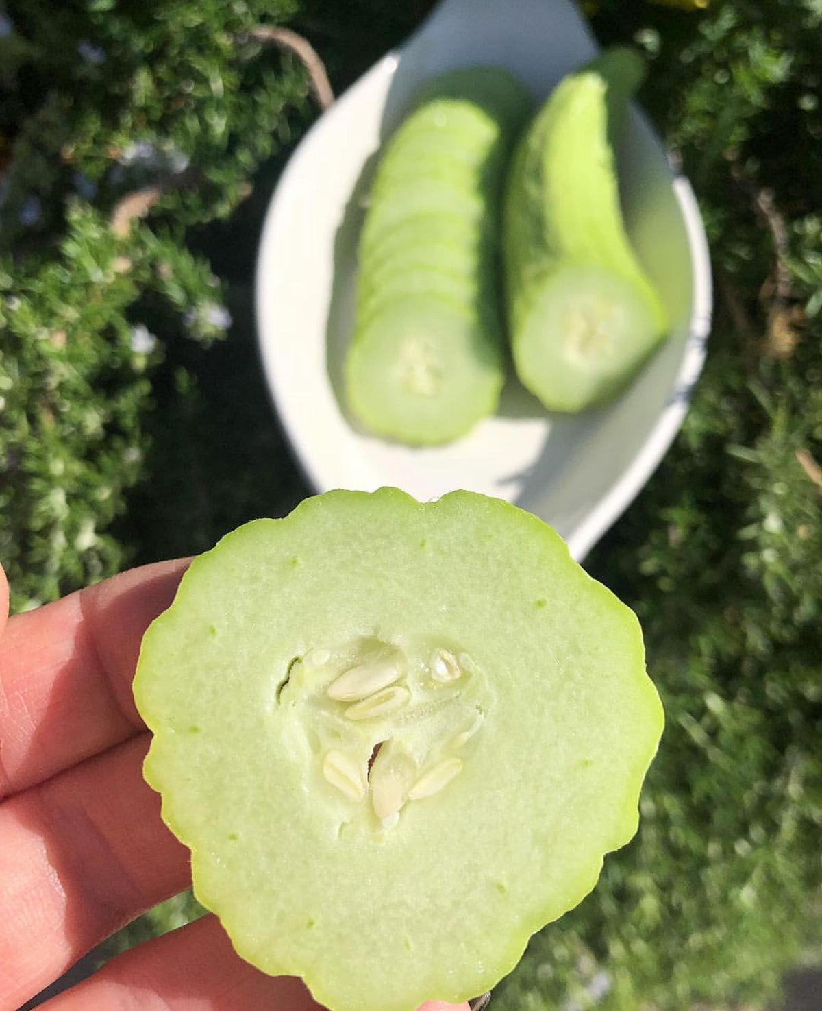 A hand holding a round slice of pale green cucumber, with whole cucumbers behind it.