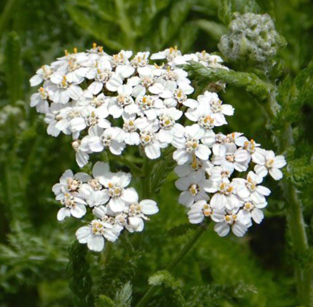 A close-up of a flat cluster of small white yarrow flowers — from BlackOwnedSeeds.com.