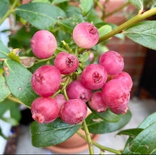 Load image into Gallery viewer, PREORDER Pink Lemonade Blueberry (Ship March 2026)
