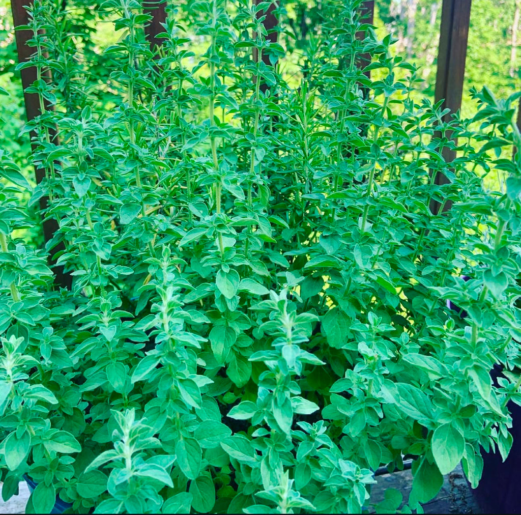 Greek oregano with upright leafy green stems — from BlackOwnedSeeds.com.