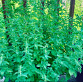 Greek oregano with upright leafy green stems — from BlackOwnedSeeds.com.