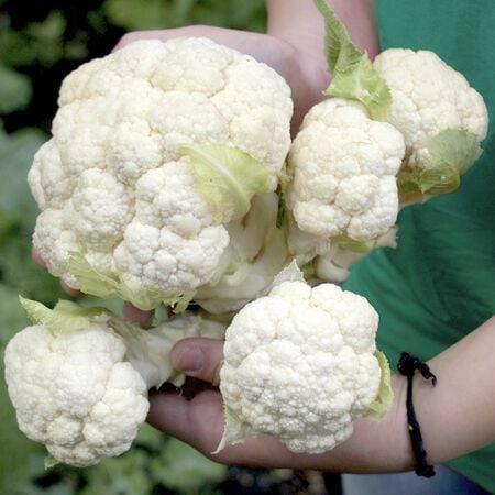 Multiheading Cauliflower