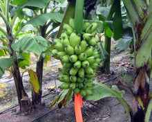 Cargar imagen en el visor de la galería, (RARE) Viente Cohol Live Banana Plant - Plant and Heal
