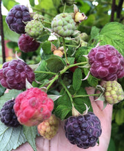 Load image into Gallery viewer, Hand holding a bunch of raspberries and blackberries with green leaves.
