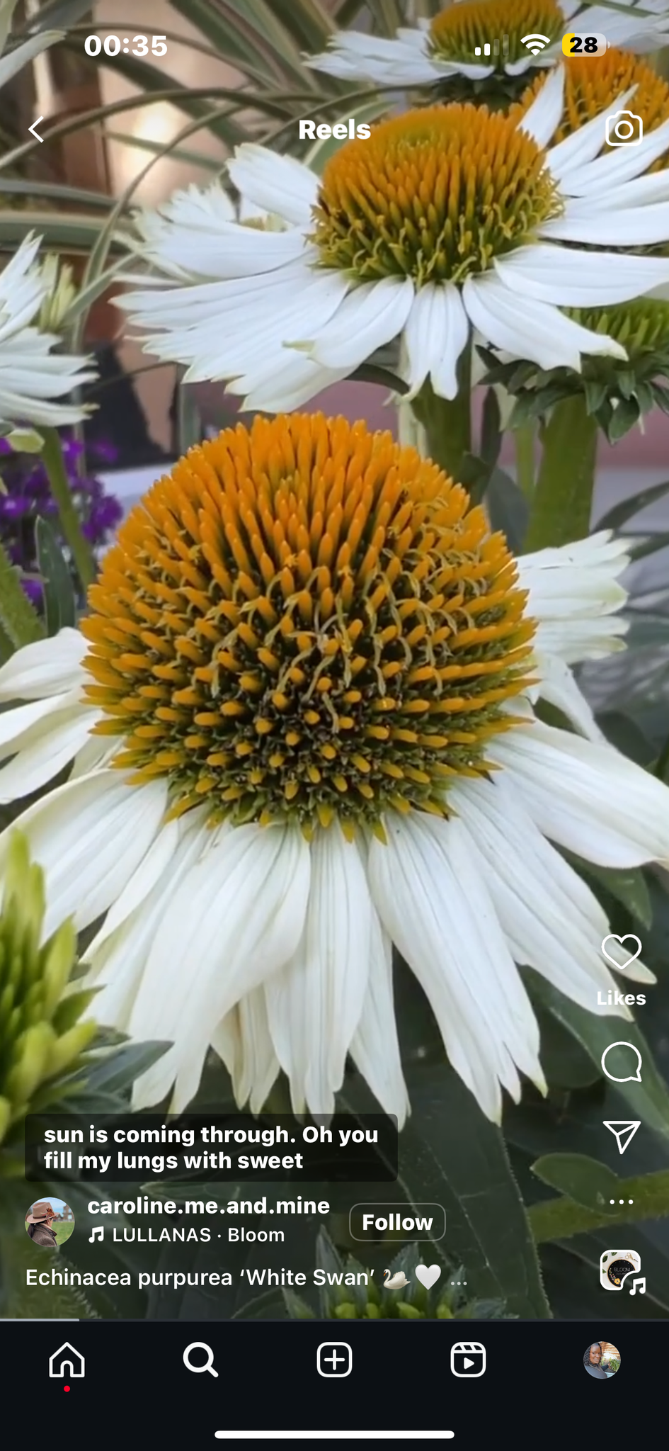 white swan echinacea seeds White Swan Echinacea Seeds – Plant and Heal Co