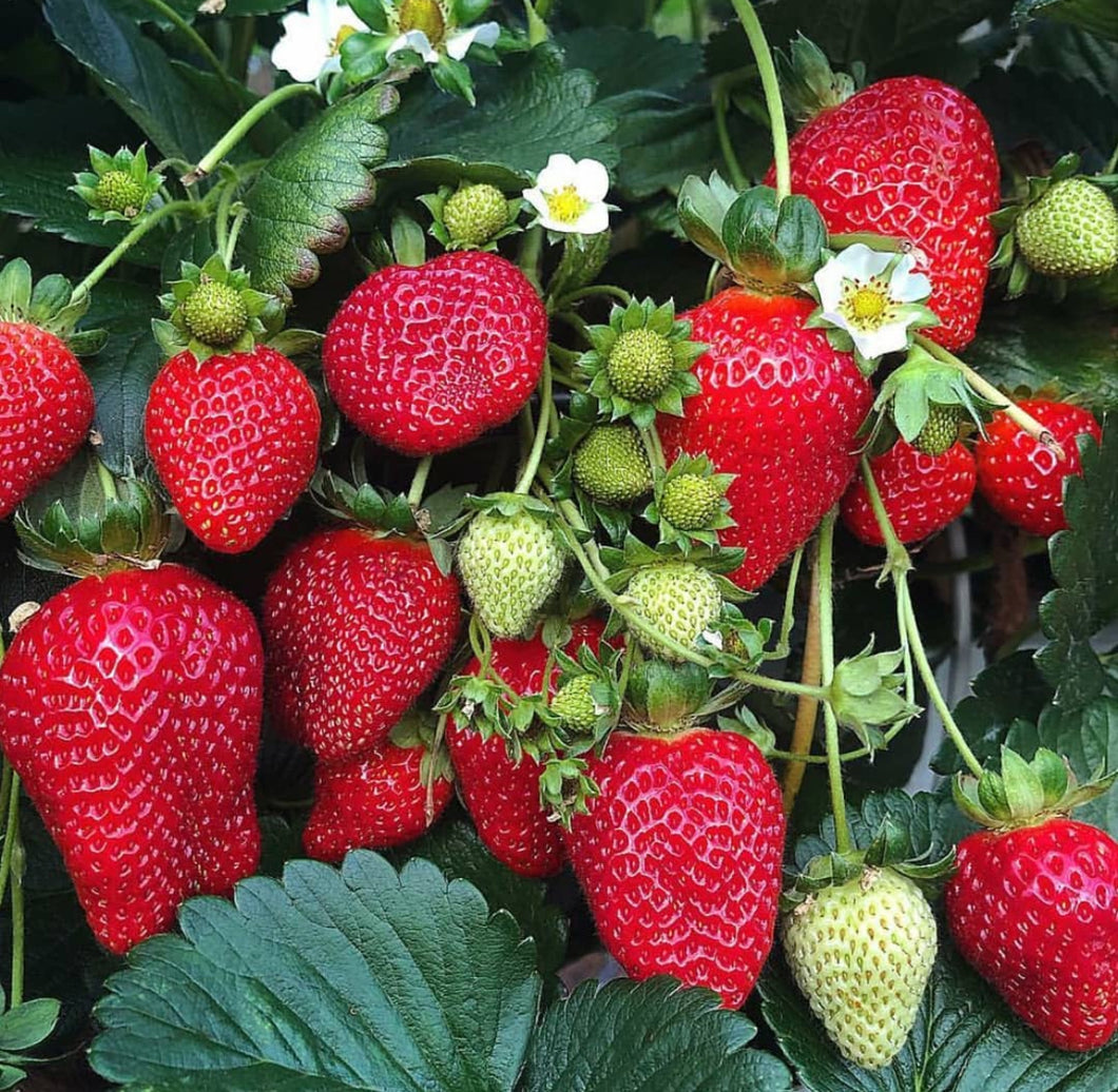 PREORDER Albion Strawberries 50 Roots- Shipping Spring 2024