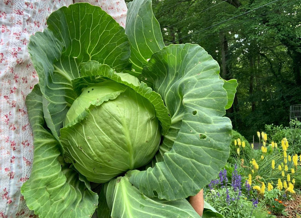 A person holding a large green cabbage with its outer leaves attached.