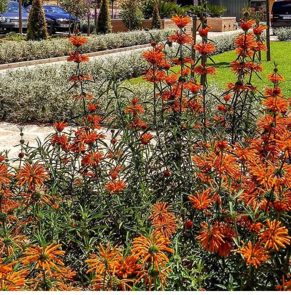 leonotis leonurus plant Lions Tail Orange x 1 Plant Wild Dagga Hardy Flowering Garden Shrubs Fast African Paw Ear Flowers Cottage Pot Balcony Leonotis leonurus