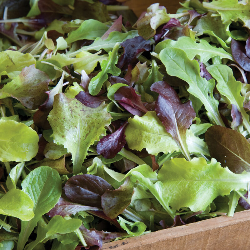 Allstar Gourmet Lettuce Seed Mix