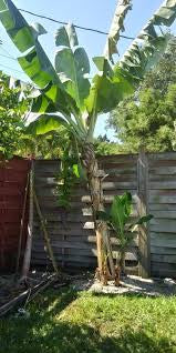 A banana plant growing beside a wooden garden fence.