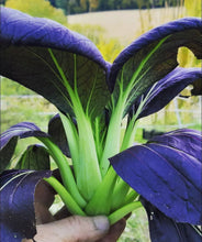 Load image into Gallery viewer, Purple Gem Pak Choi Cabbage Seeds
