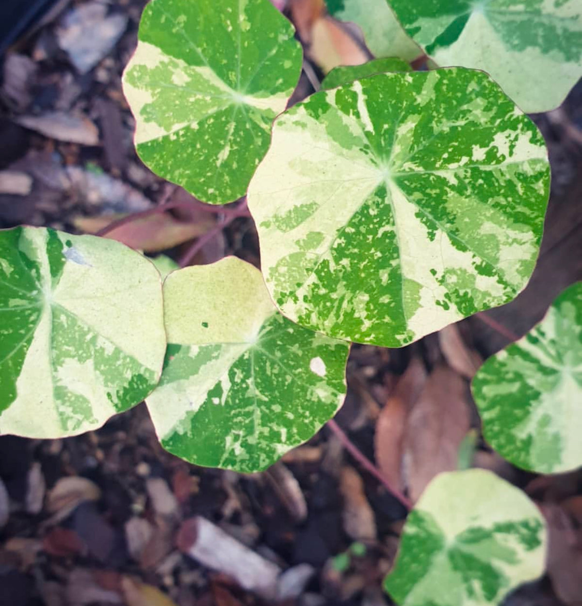 Round nasturtium leaves mottled green and cream.