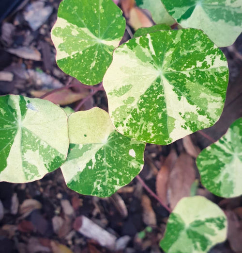 Round nasturtium leaves mottled green and cream.