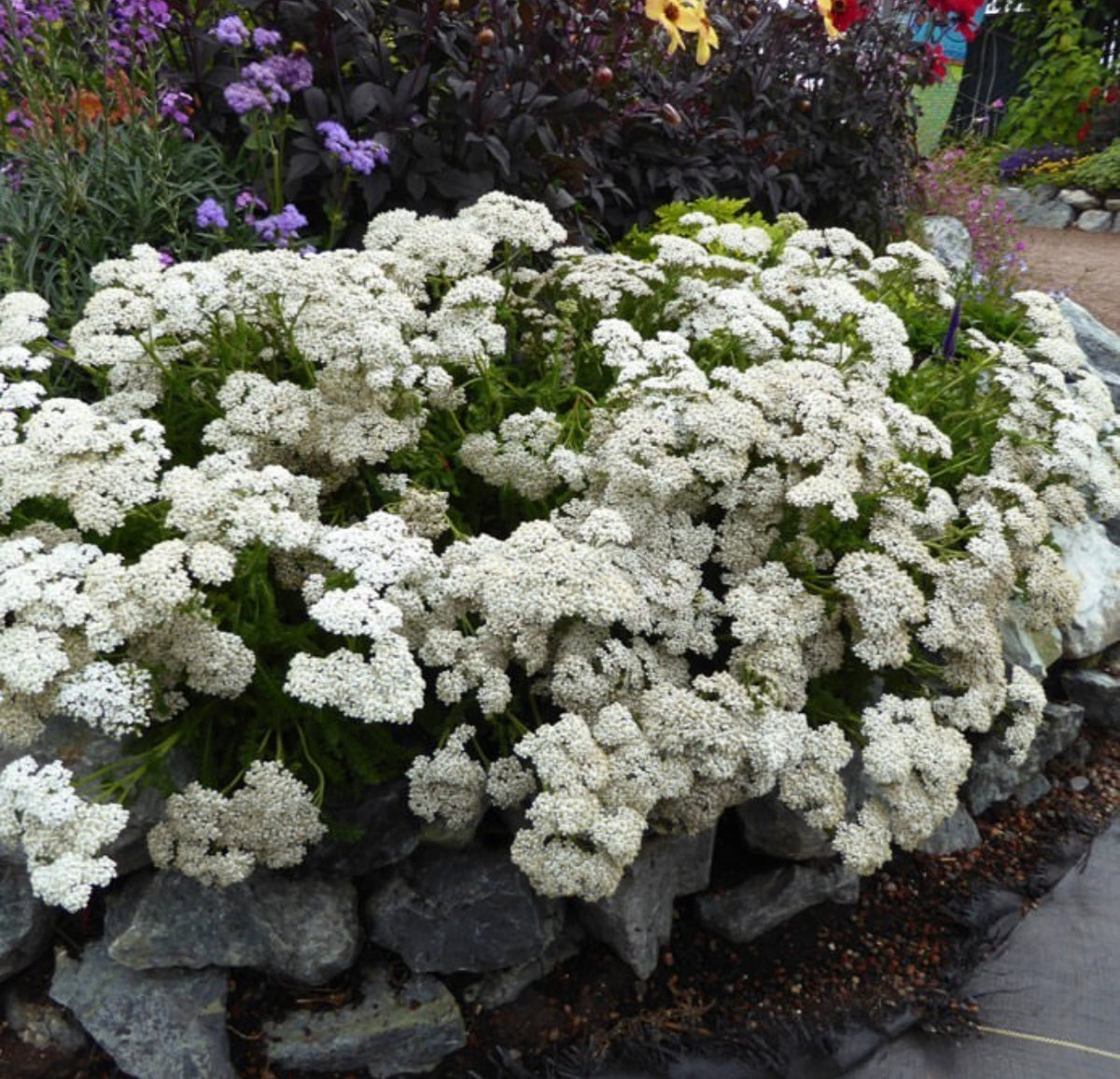 A dense mound of white yarrow flowers in a garden bed.