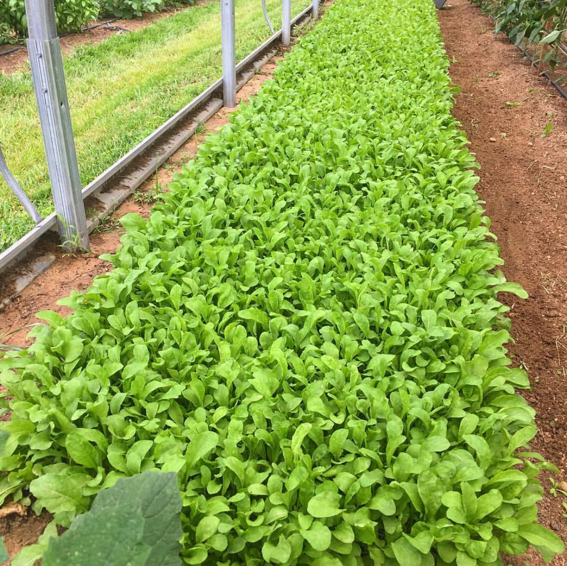 A dense row of green arugula growing beside a greenhouse wall.