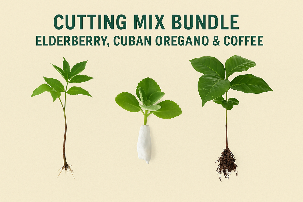 🌿 Cutting Mix Bundle: Elderberry, Cuban Oregano and Coffee