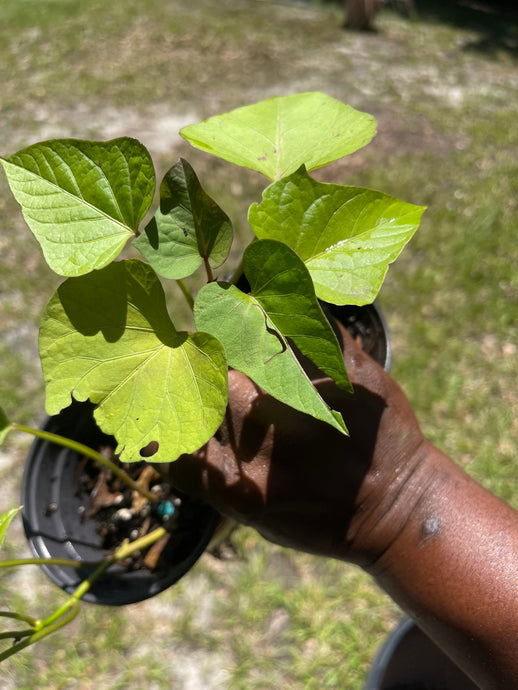 Rooted Sweet Potato Slips - Plant and Heal