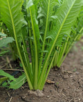 Italian dandelion growing in soil with long stems and deeply lobed green leaves — from BlackOwnedSeeds.com.