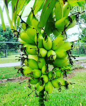 Cargar imagen en el visor de la galería, (RARE) Viente Cohol Live Banana Plant - Plant and Heal
