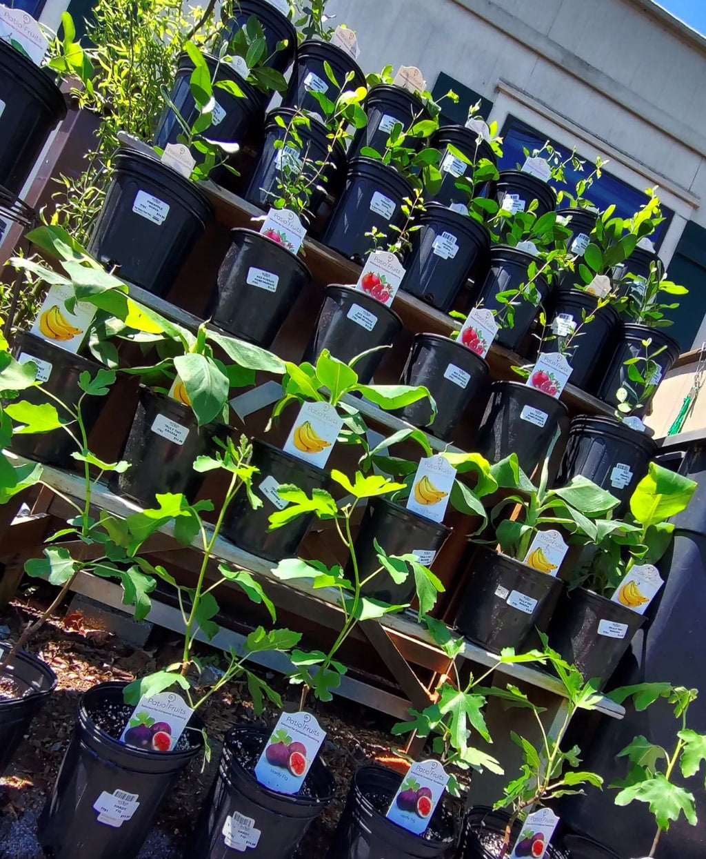 Rows of small pomegranate plants in black nursery pots.