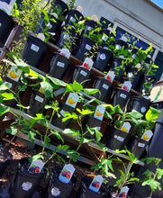 Cargar imagen en el visor de la galería, Red Russian Dwarf Pomegranate Live Fruit Tree - Plant and Heal
