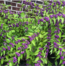 Load image into Gallery viewer, Beautyberry/ American Mulberry - Plant and Heal
