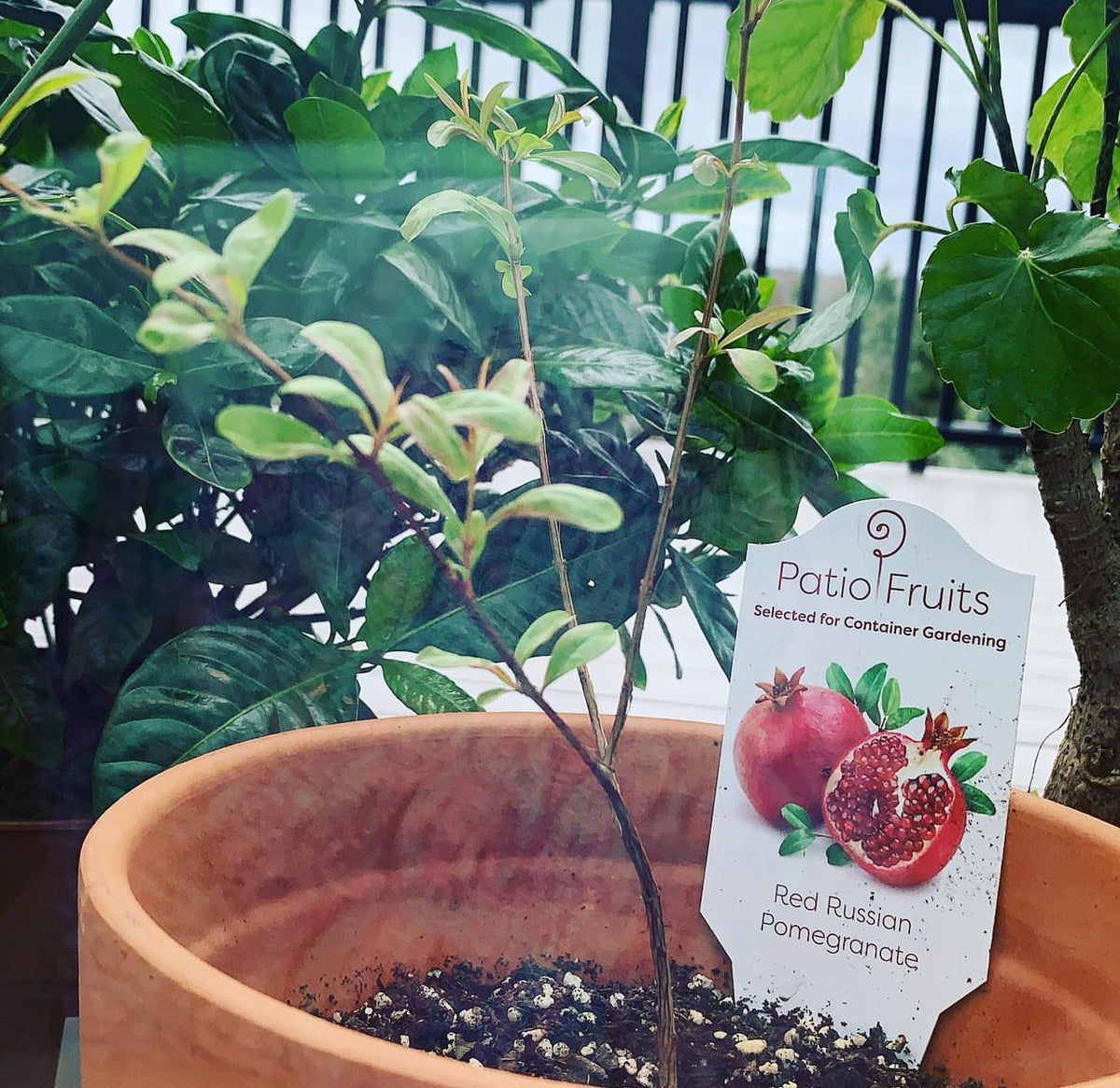 A young pomegranate plant with a Patio Fruits tag in a terracotta pot.