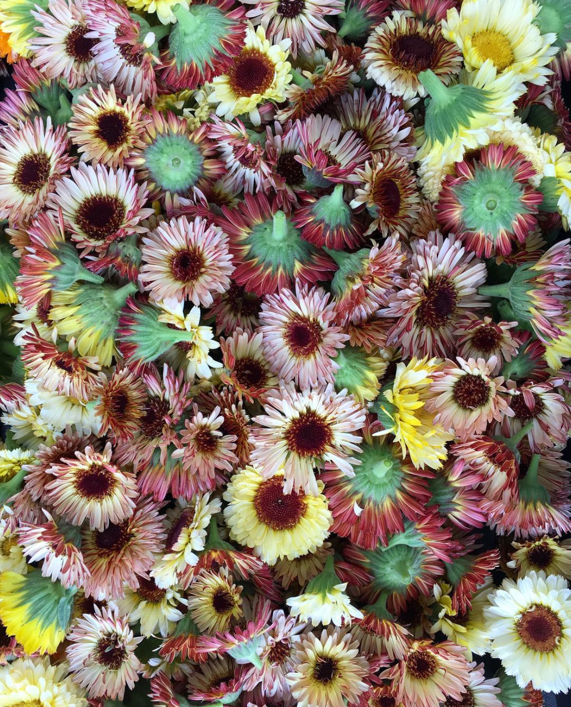 Calendula flower heads showing green bases and burgundy-striped petal undersides.