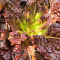 Gabriella lettuce with ruffled burgundy leaves surrounding a yellow-green center — from BlackOwnedSeeds.com.