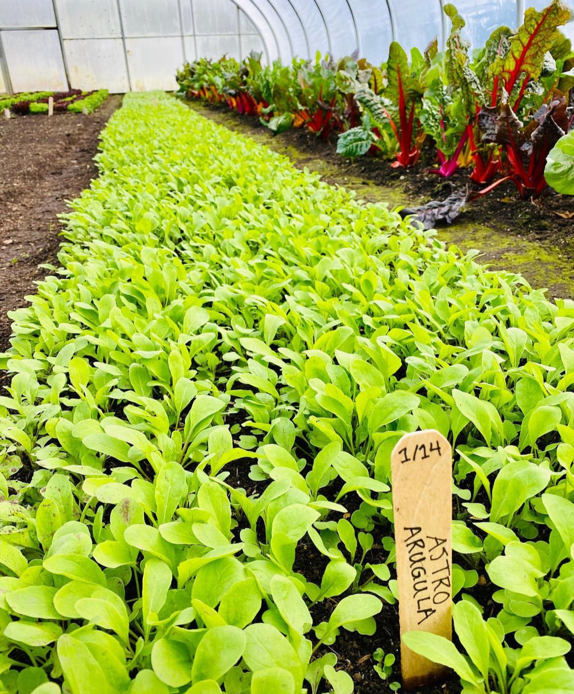 Young arugula filling a greenhouse bed beside a row of chard.