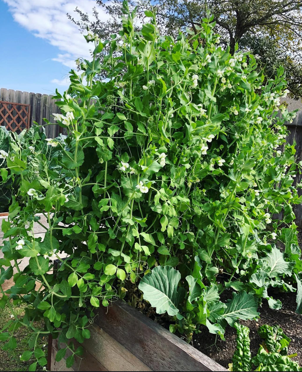 A tall mass of pea vines covered with green leaves and white flowers.