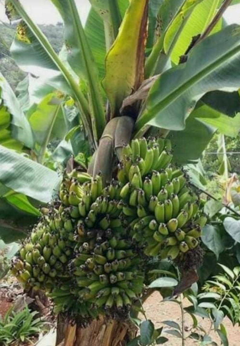 Double Mahoi Live Banana Plant - Plant and Heal