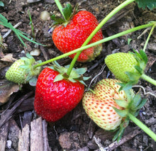 Cargar imagen en el visor de la galería, Quinalt Potted Strawberry Plant (2-3 plants per pot)
