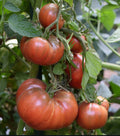 Dark red Cherokee Purple tomatoes of different sizes growing on the vine — from BlackOwnedSeeds.com.