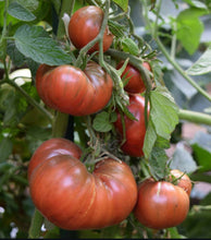 Load image into Gallery viewer, Cherokee Purple Tomato Heirloom Seeds
