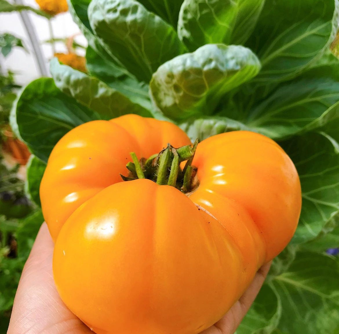 A hand holding a large yellow-orange tomato beside leafy plants.