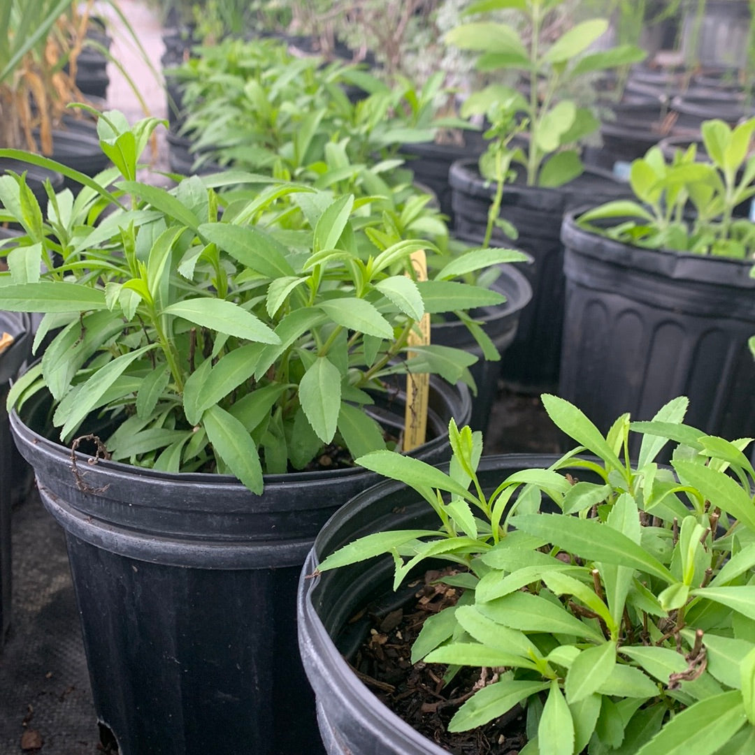 Mexican mint marigold plants growing in black nursery pots.