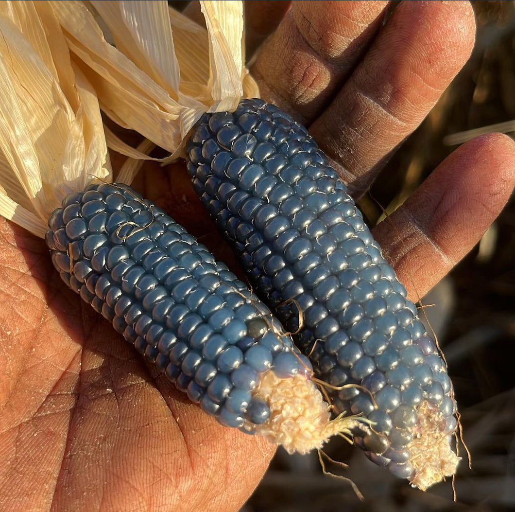 Miniature Blue Popcorn Seeds - Plant and Heal