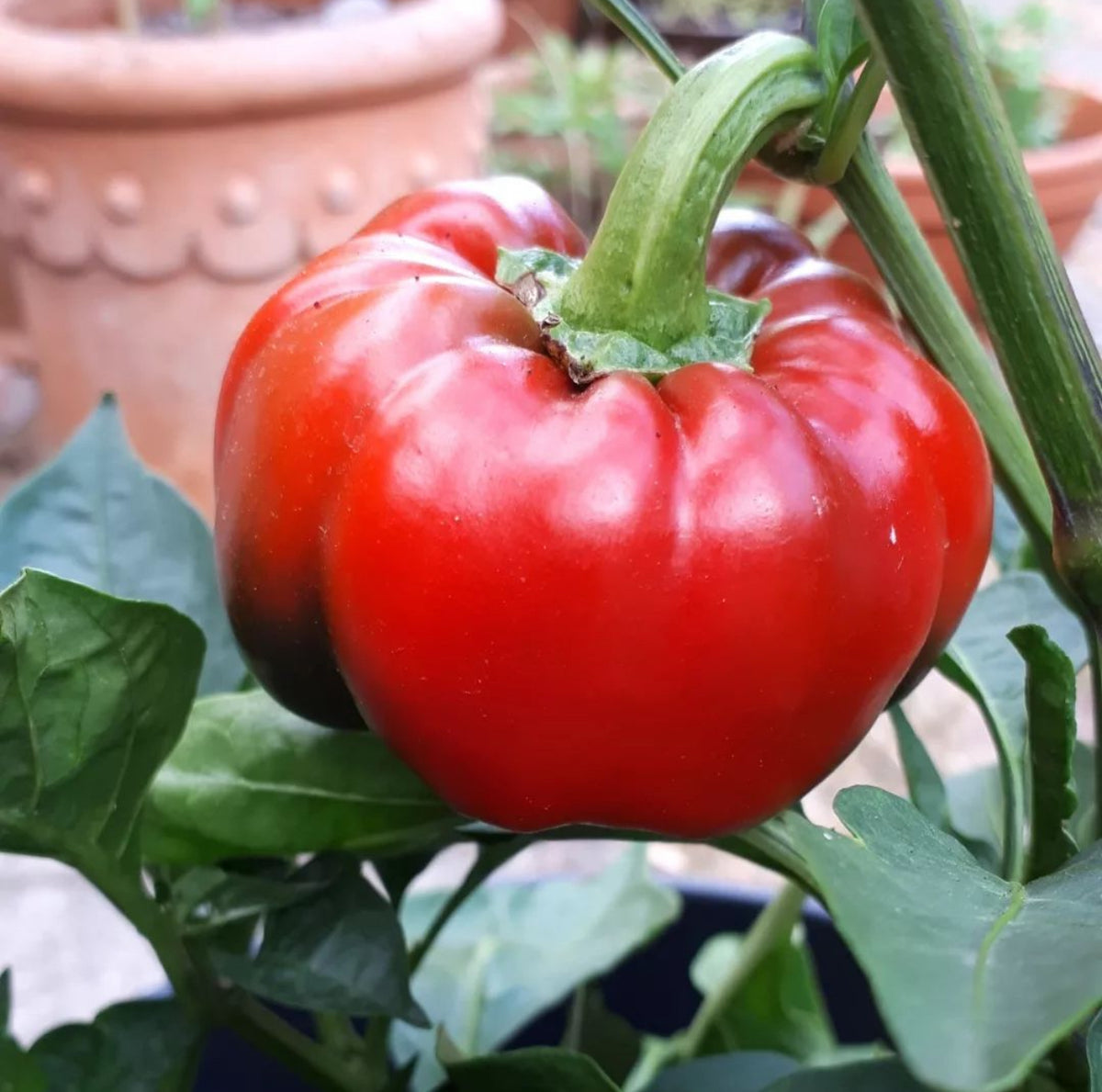 A ripe red bell pepper growing on the plant.