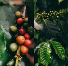 Load image into Gallery viewer, Arabian Coffee Plant
